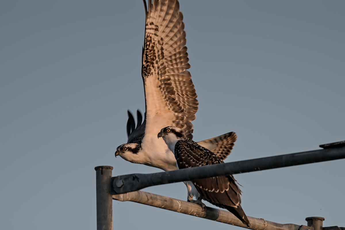 Summer Mornings on the Hudson 65