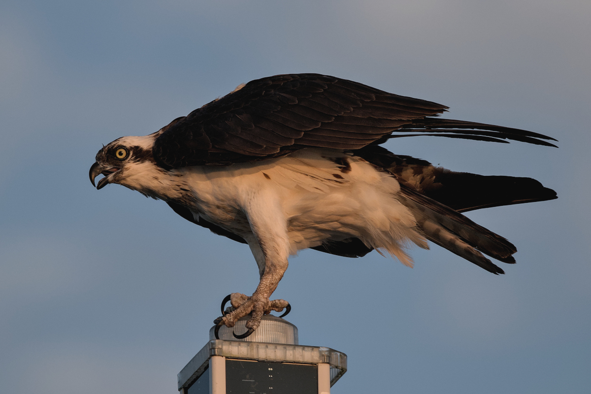 Summer Mornings on the Hudson 66