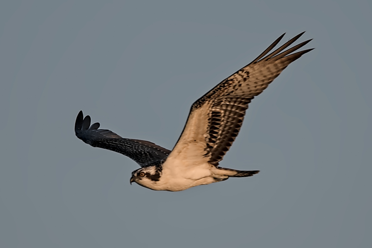 Summer Mornings on the Hudson 67