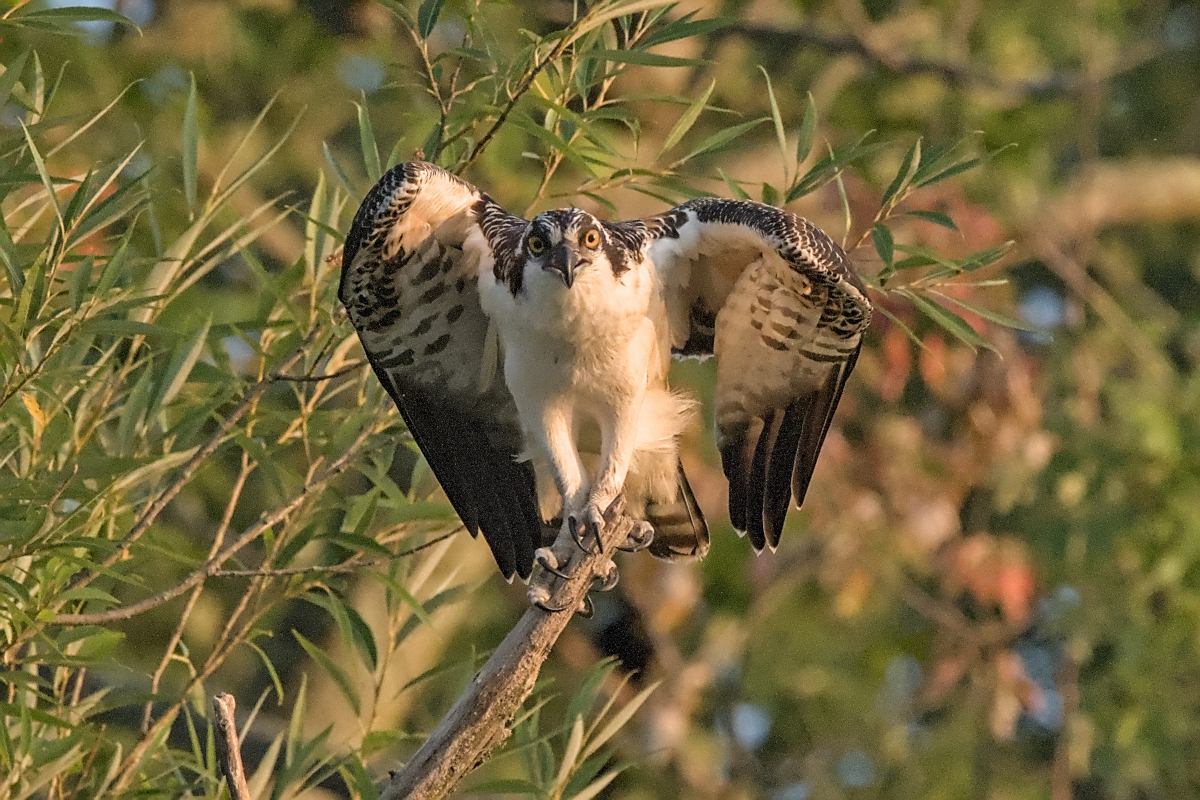 Summer Mornings on the Hudson 68