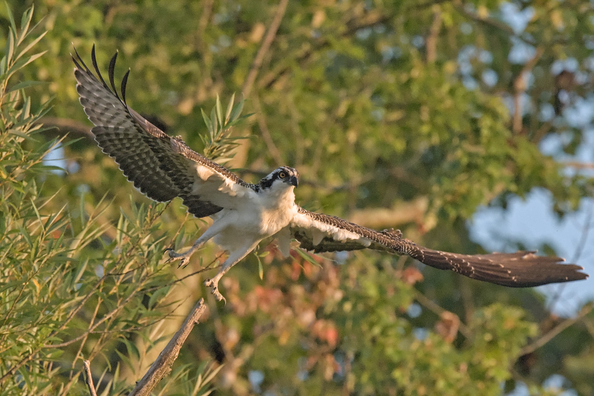 Summer Mornings on the Hudson 69