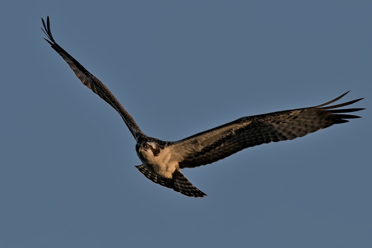 Summer Mornings on the Hudson 70