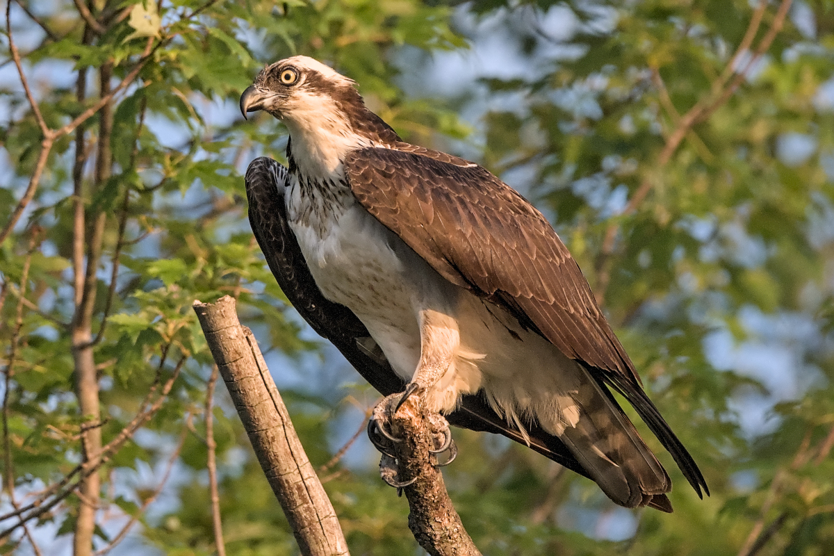 Summer Mornings on the Hudson 71