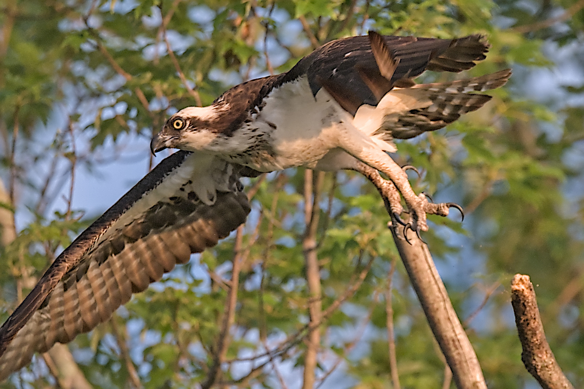 Summer Mornings on the Hudson 72