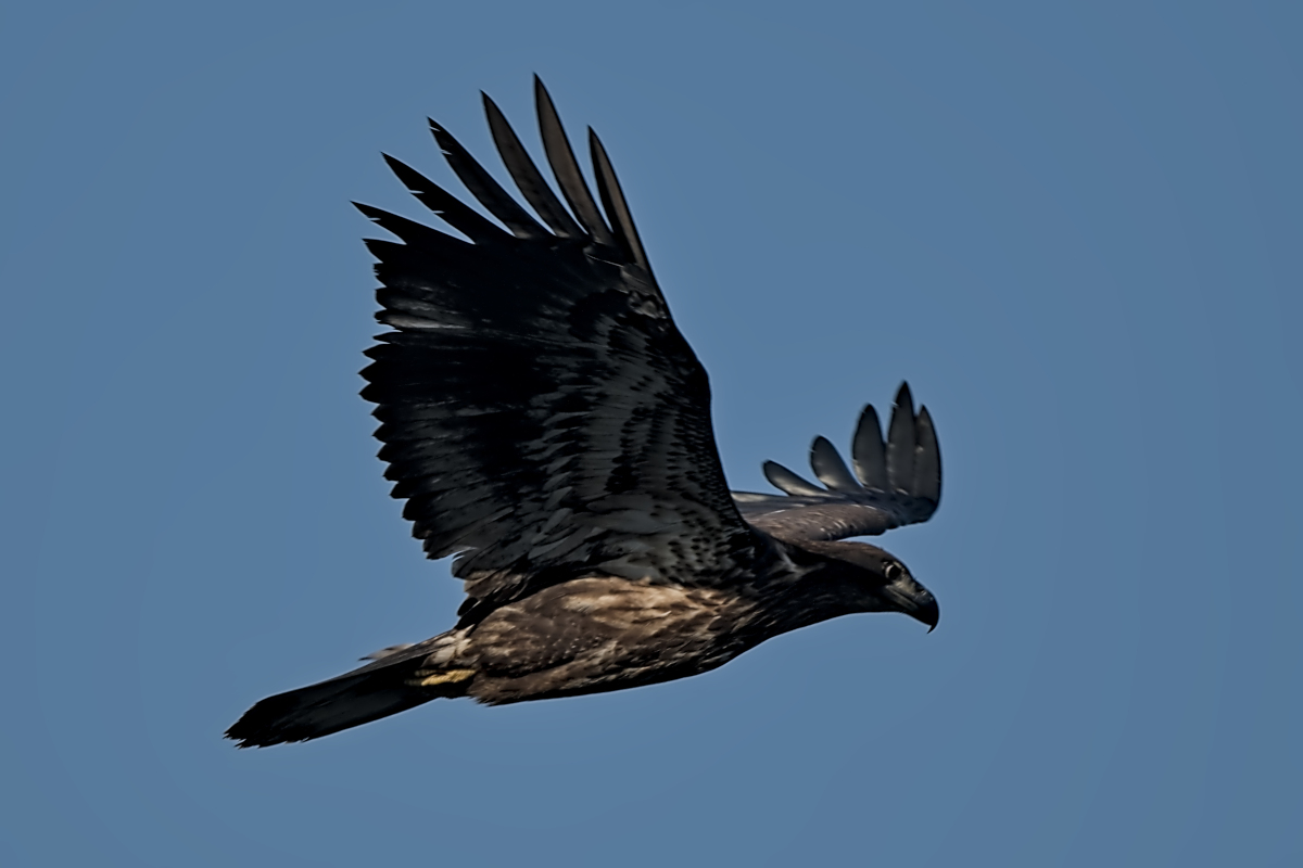 Summer Mornings on the Hudson 75