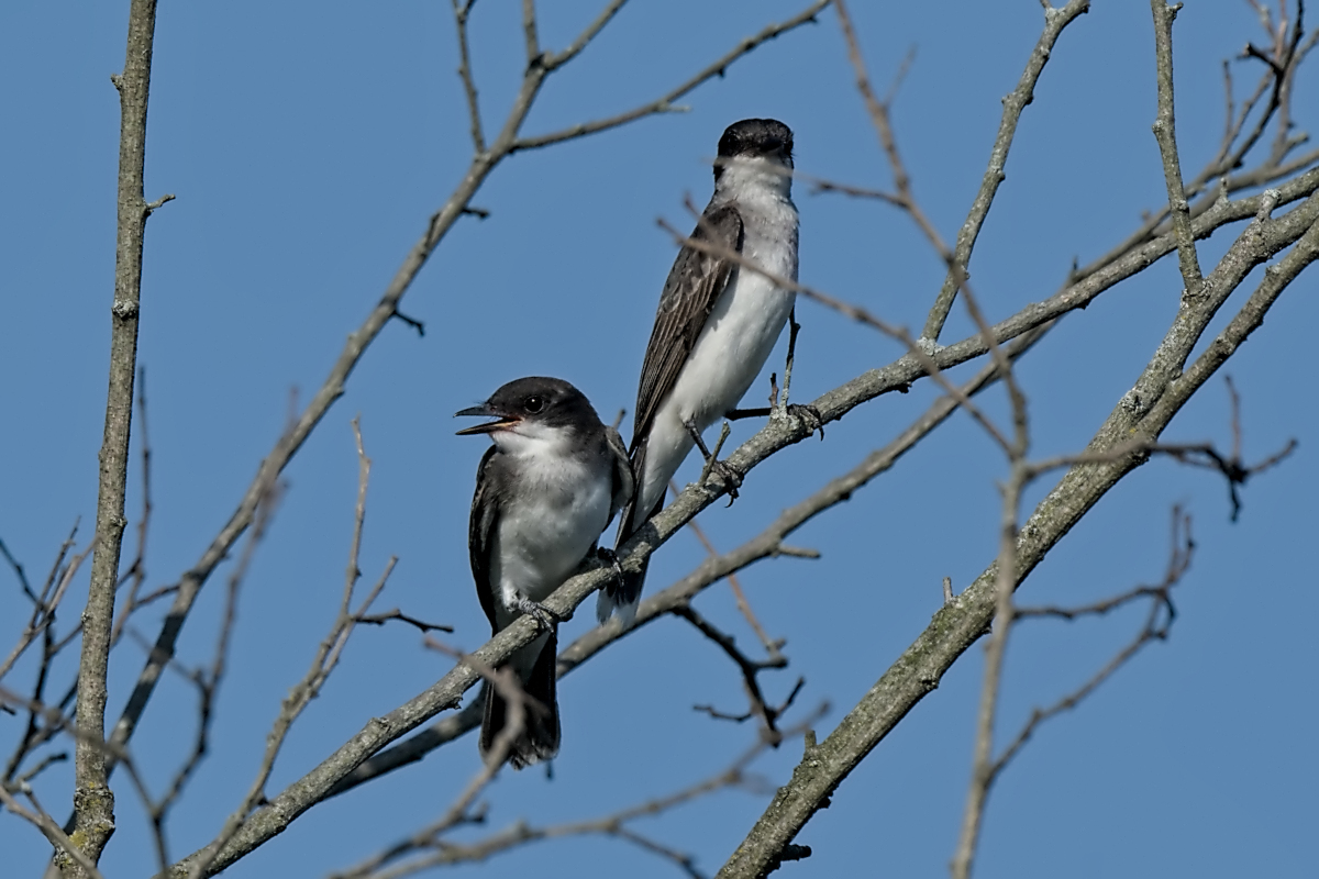 Summer Mornings on the Hudson 76