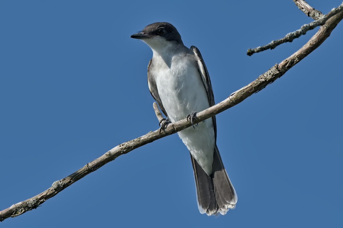 Summer Mornings on the Hudson 77