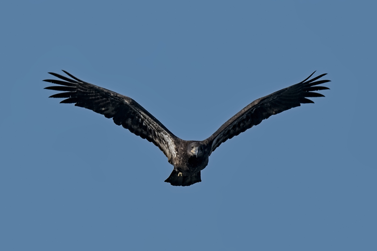 Summer Mornings on the Hudson 78