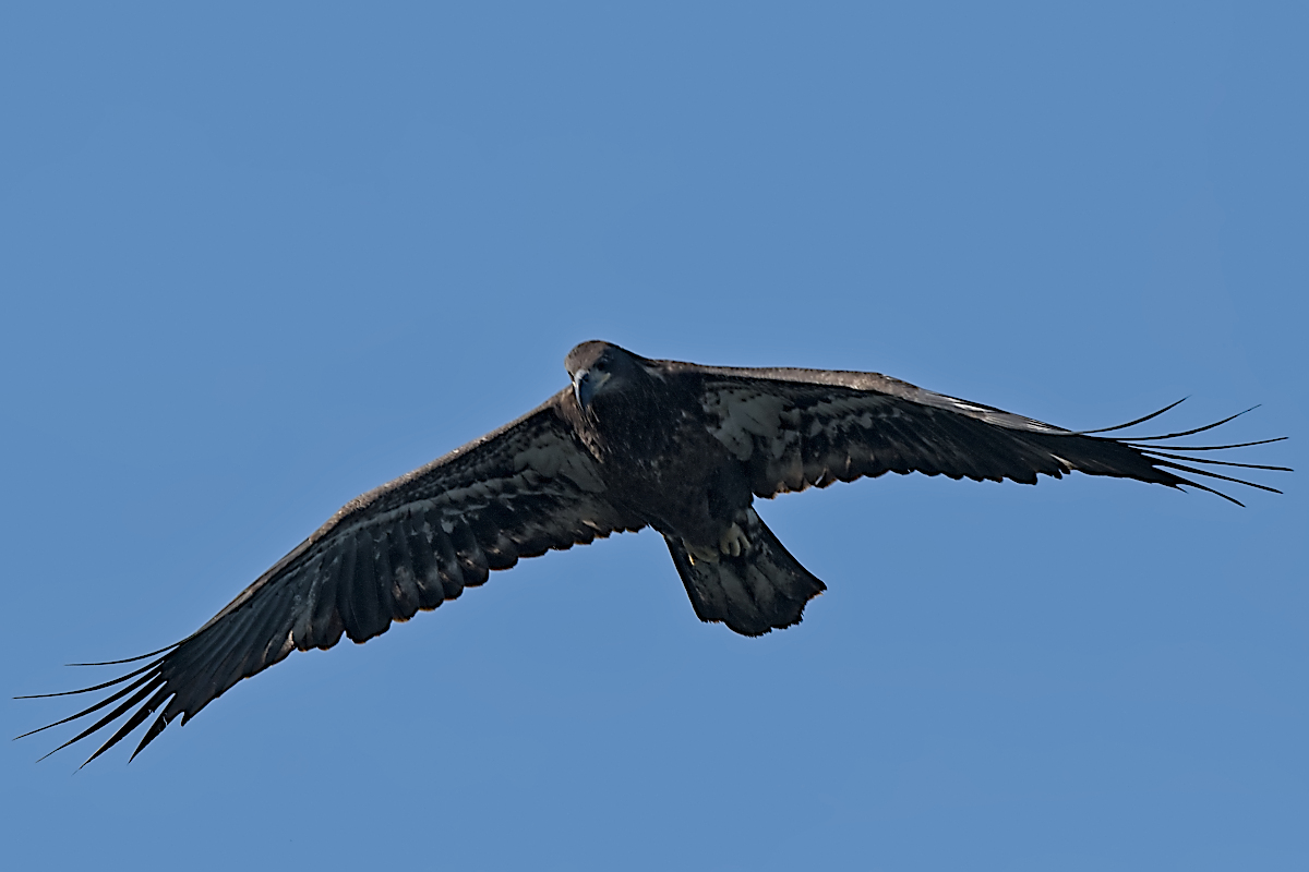 Summer Mornings on the Hudson 79