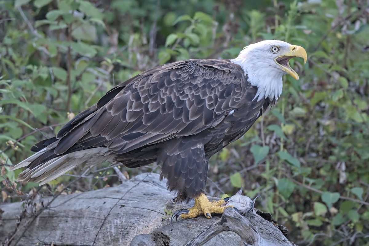 Summer Mornings on the Hudson 80