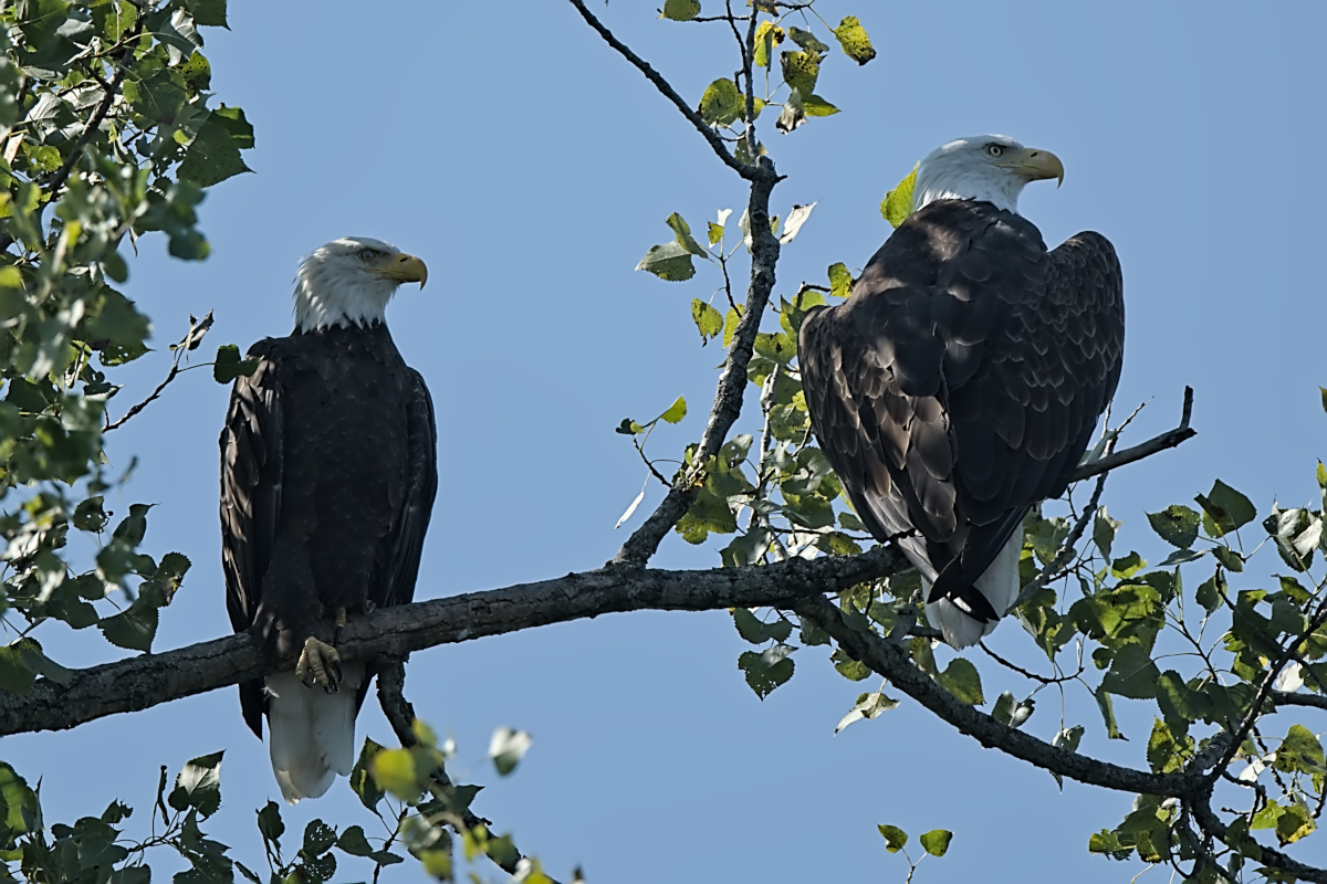 Summer Mornings on the Hudson 82