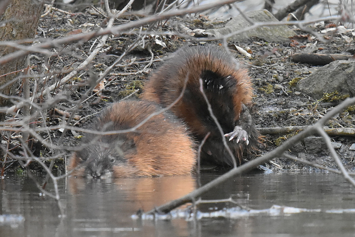 Muskrat Ramble 24