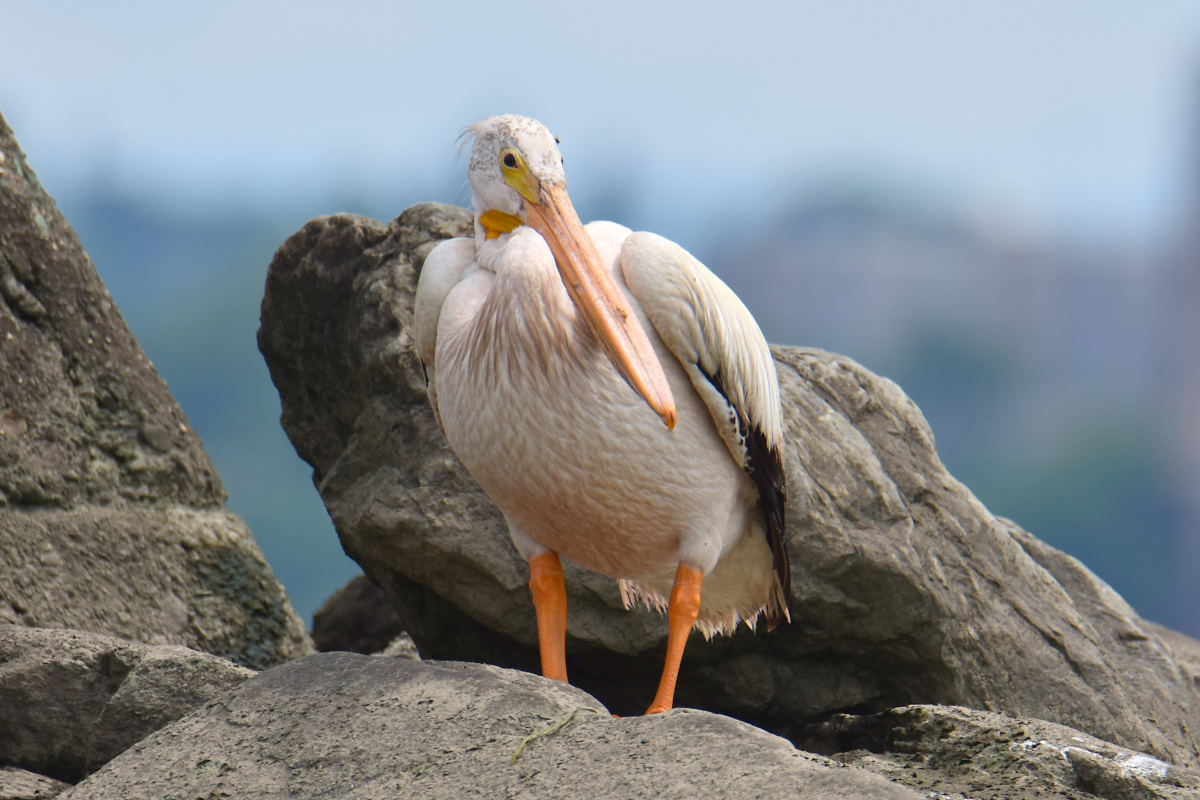 A White Pelican Way Off Course (Hudson River) 09