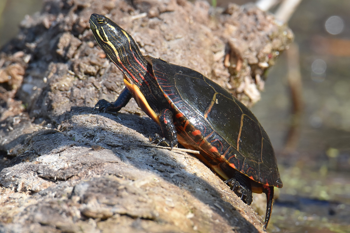 Flooded Marsh at Putts Creek 01