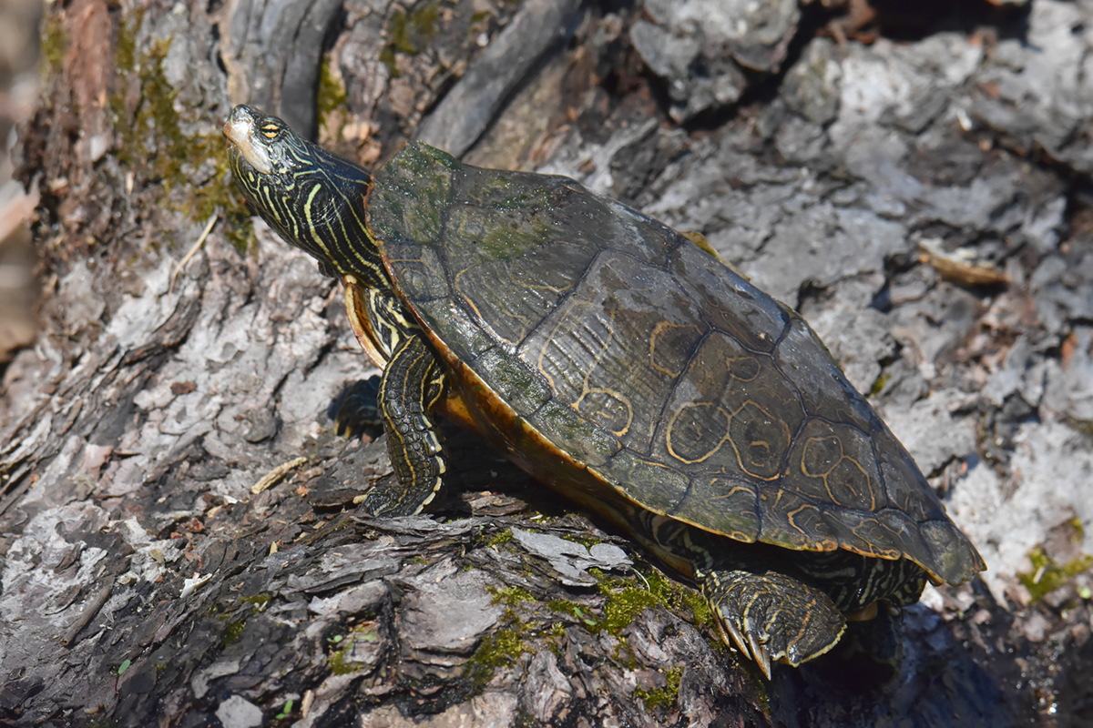 Flooded Marsh at Putts Creek 02