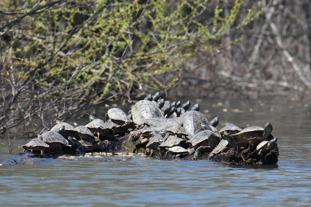 Flooded Marsh at Putts Creek 03
