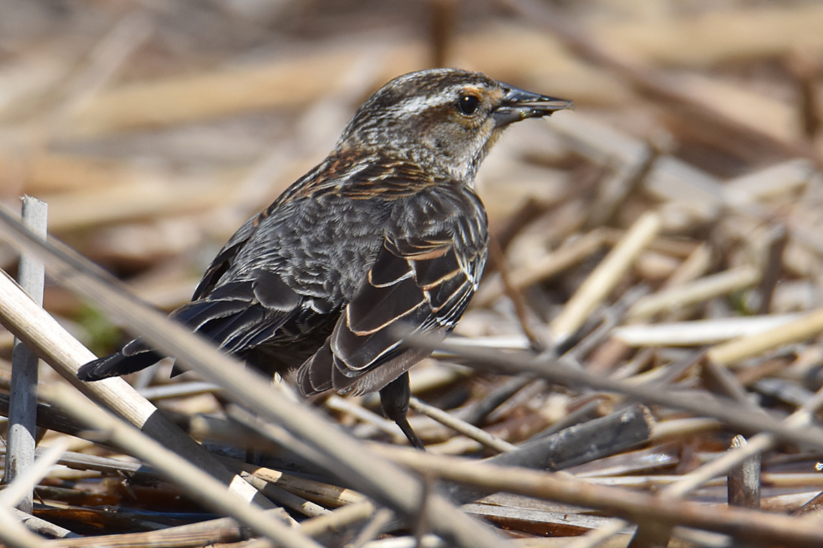 Flooded Marsh at Putts Creek 04