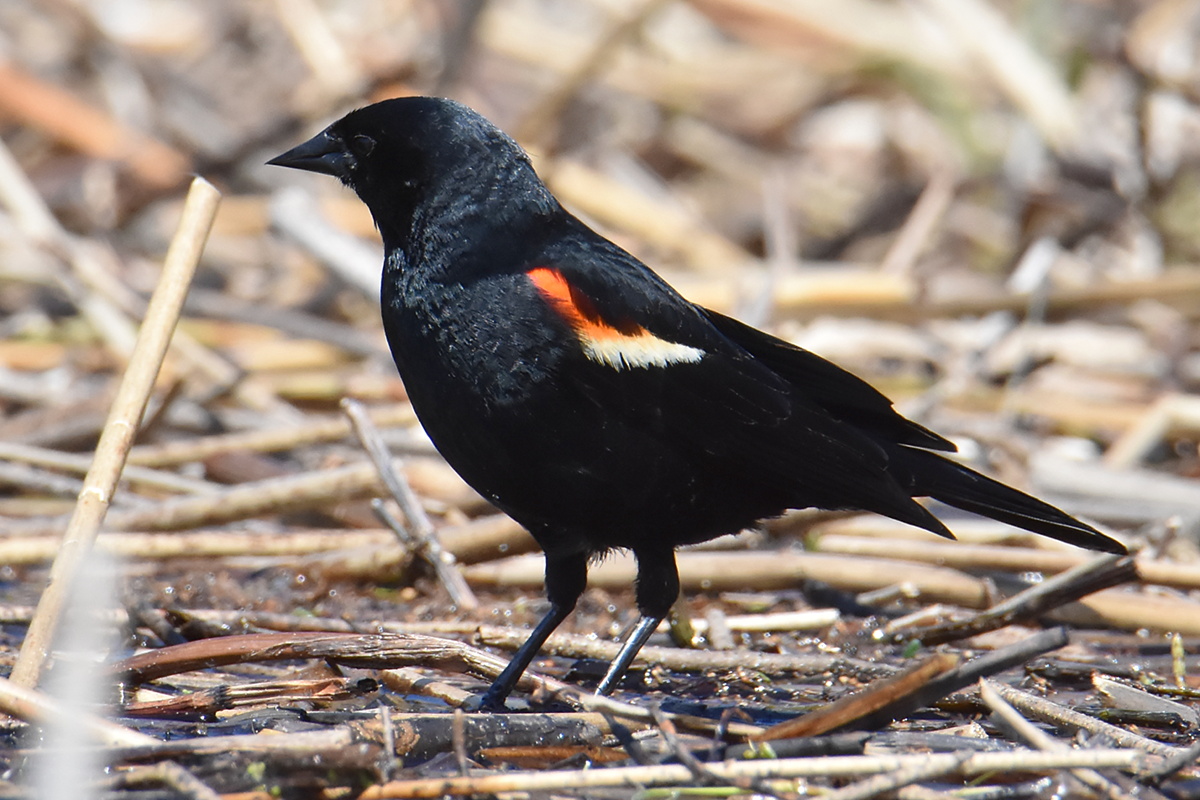 Flooded Marsh at Putts Creek 05