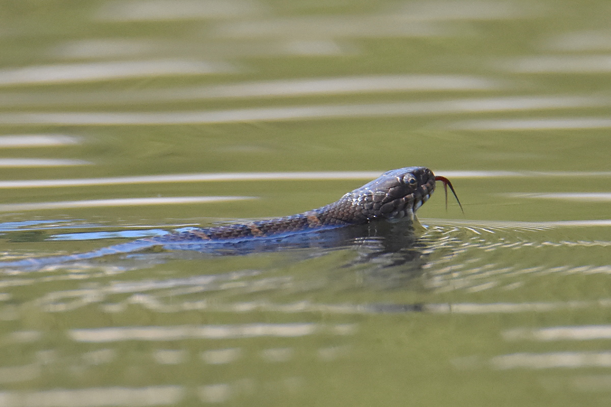 Flooded Marsh at Putts Creek 06