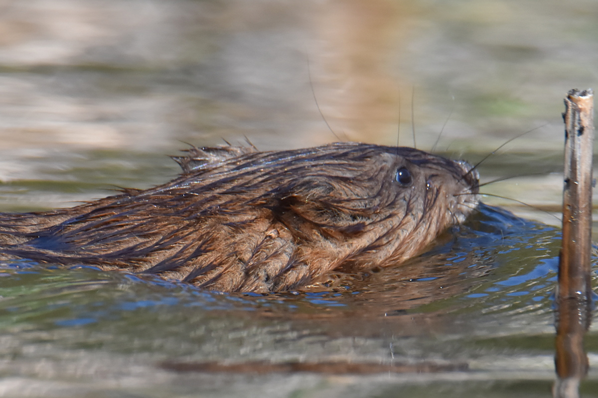 Flooded Marsh at Putts Creek 08