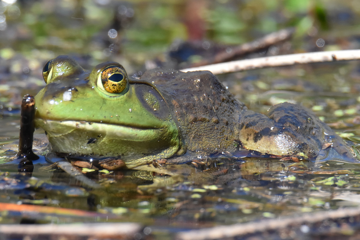 Flooded Marsh at Putts Creek 09