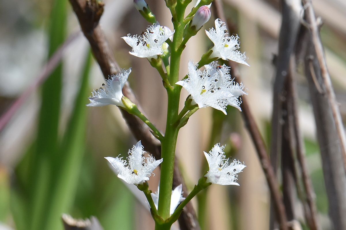 Flooded Marsh at Putts Creek 10