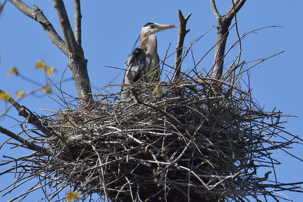 Flooded Marsh at Putts Creek 11