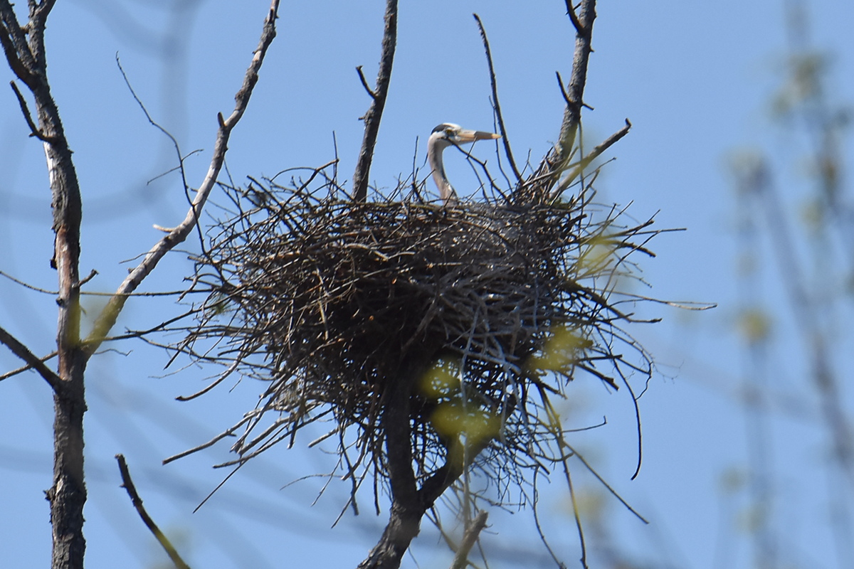 Flooded Marsh at Putts Creek 12