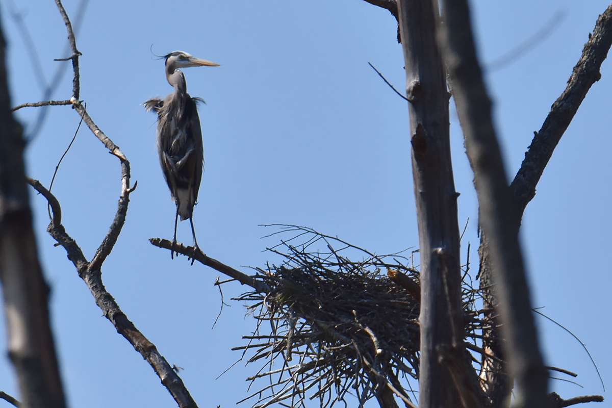 Flooded Marsh at Putts Creek 13