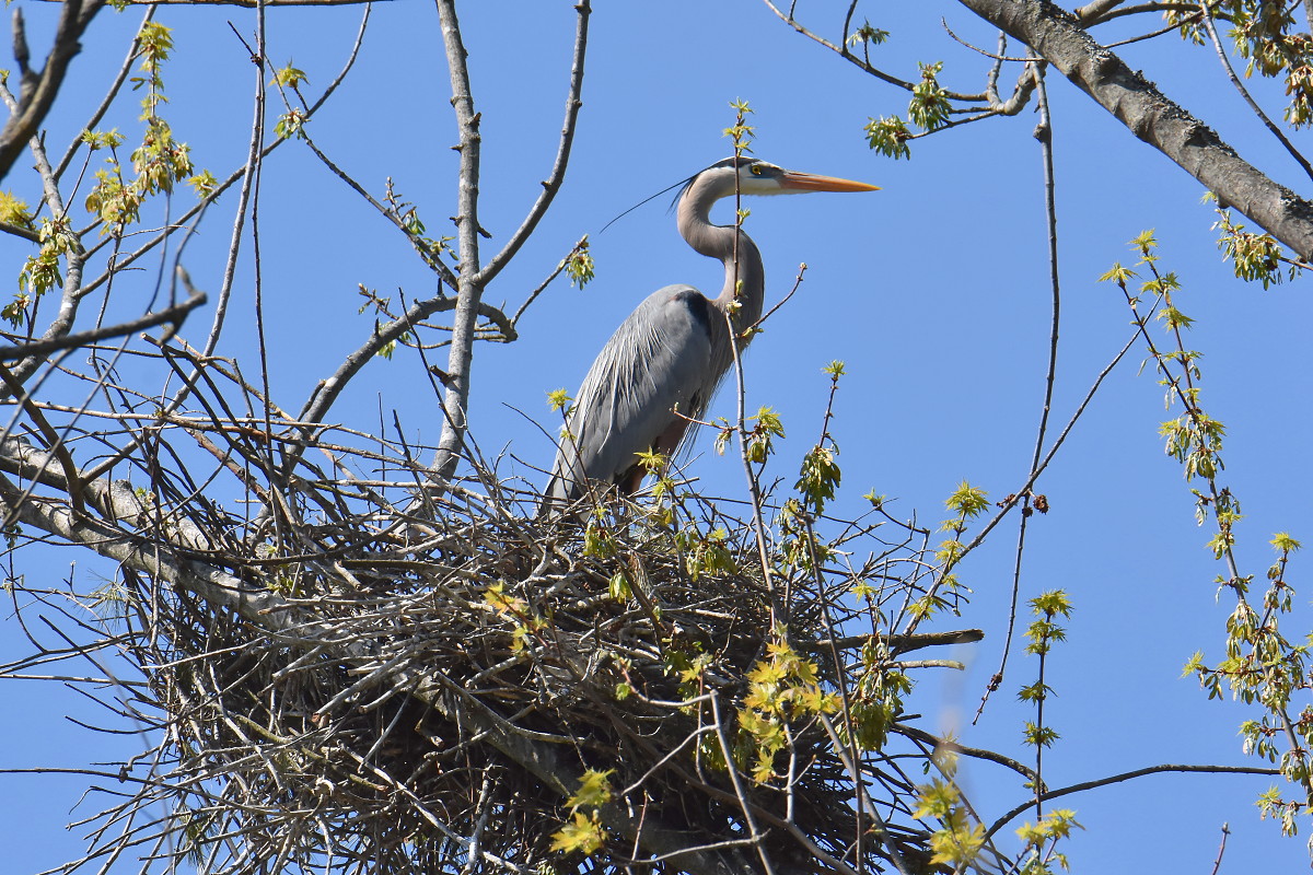 Flooded Marsh at Putts Creek 14