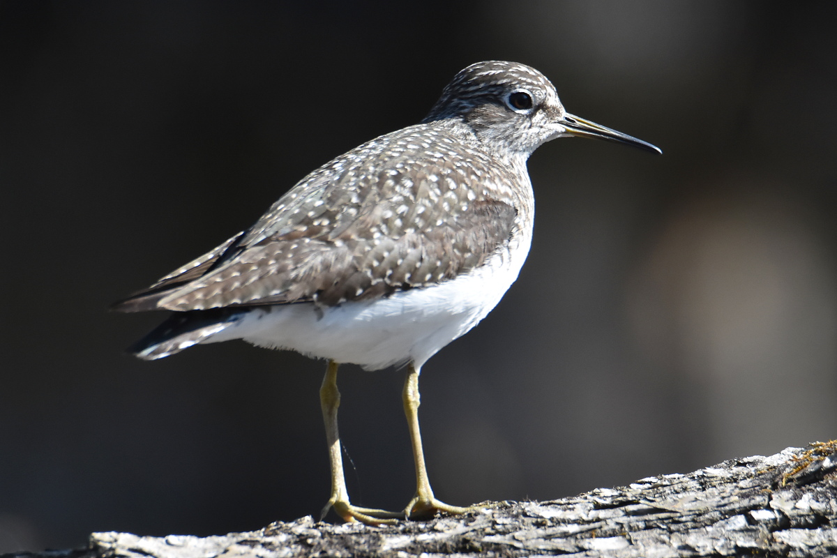 Flooded Marsh at Putts Creek 15