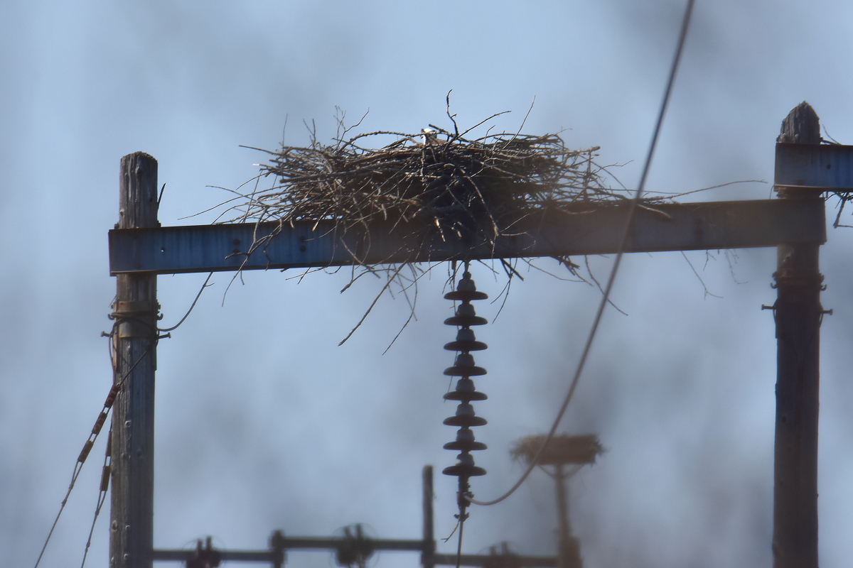 Flooded Marsh at Putts Creek 16