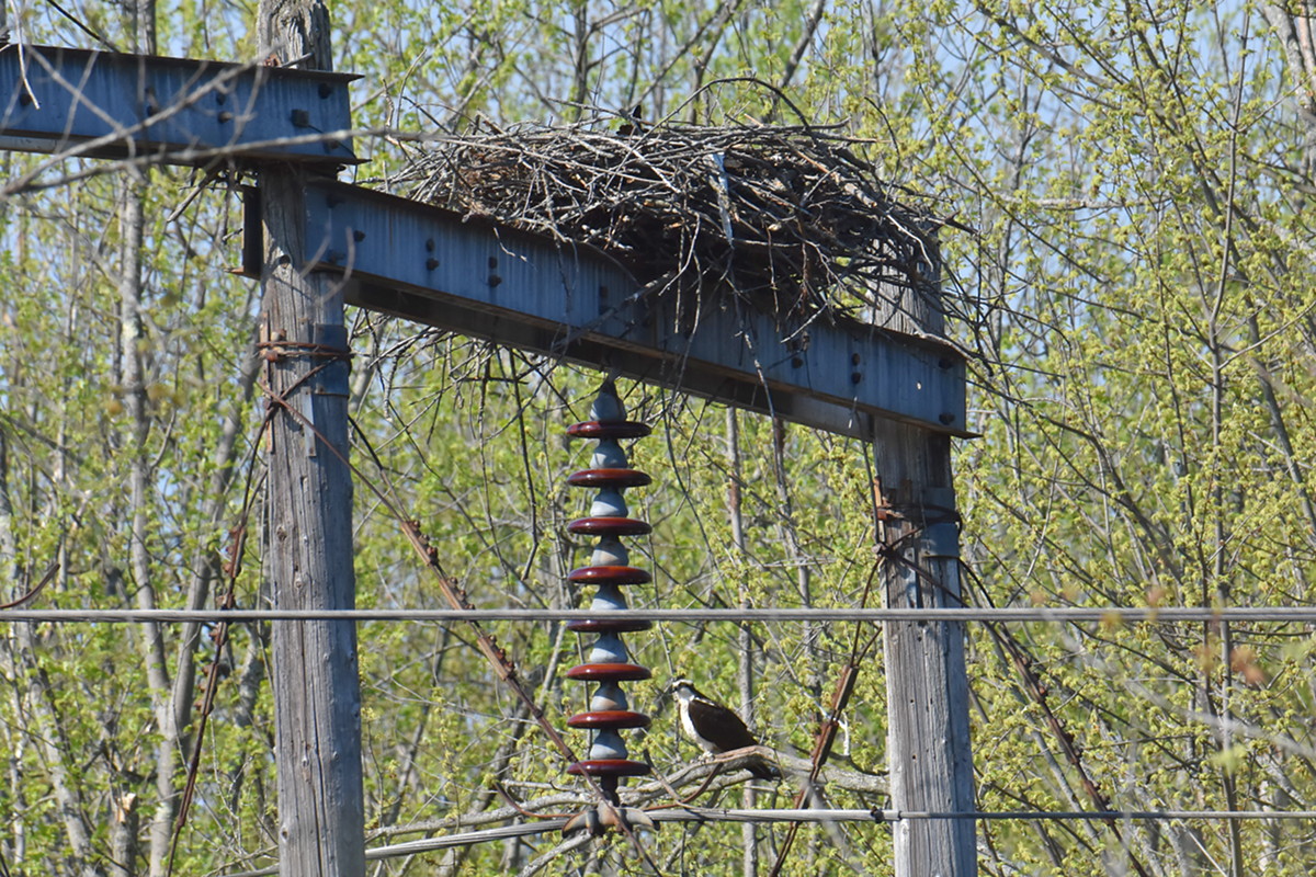 Flooded Marsh at Putts Creek 17