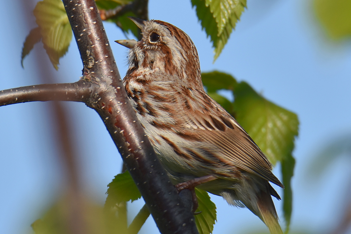 Flooded Marsh at Putts Creek 20
