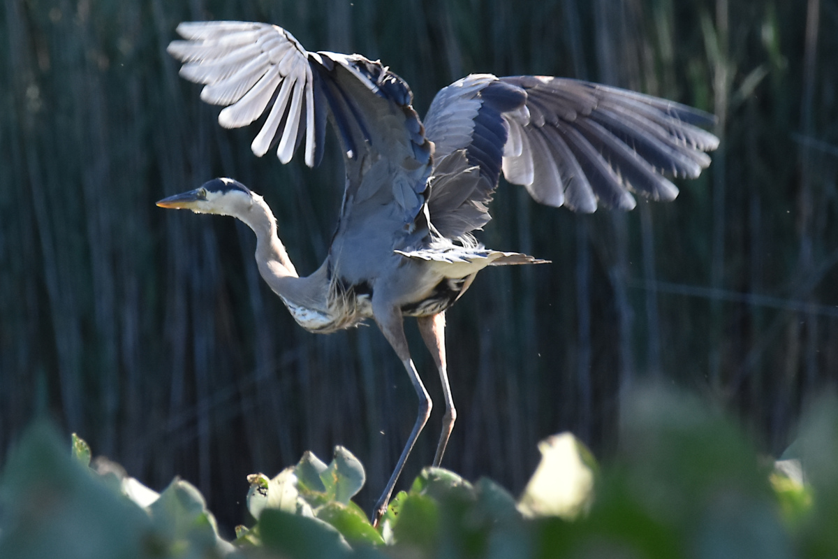 Hudson River (Rattlesnake Island&ndash;Mill Creek area) 04