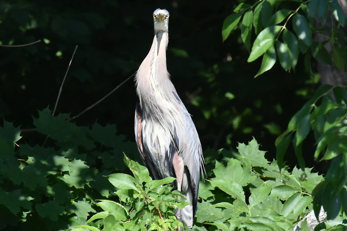 Hudson River (Rattlesnake Island&ndash;Mill Creek area) 05
