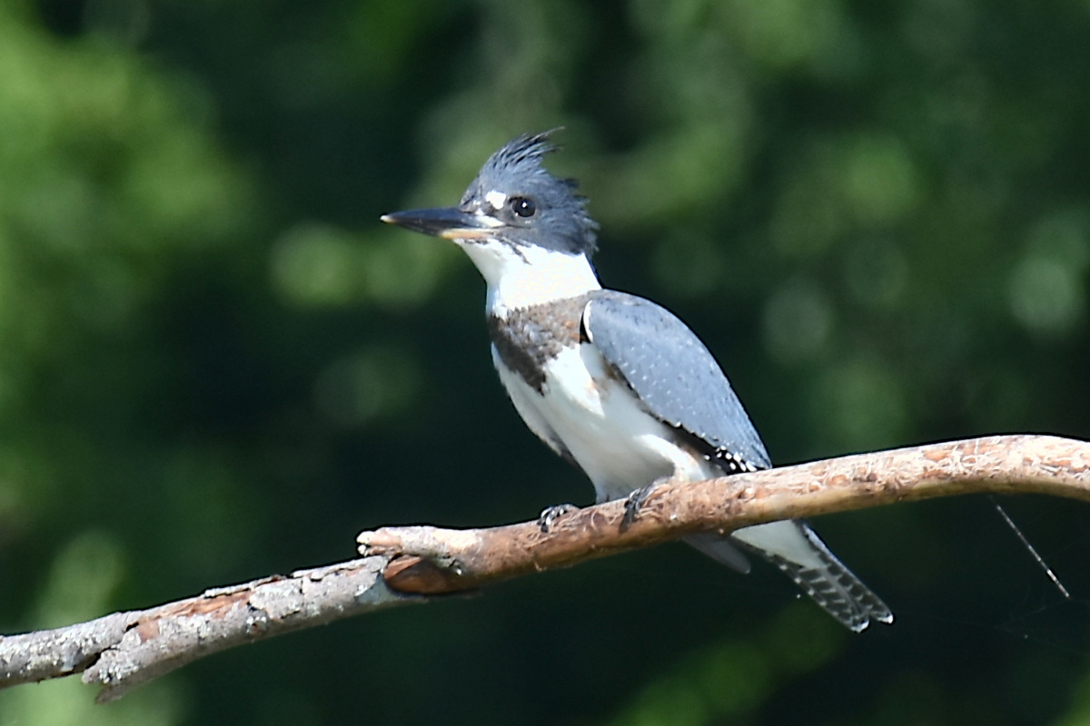 Hudson River (Rattlesnake Island&ndash;Mill Creek area) 06
