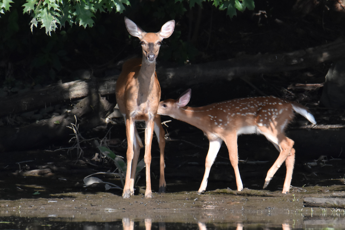 Hudson River (Rattlesnake Island&ndash;Mill Creek area) 07