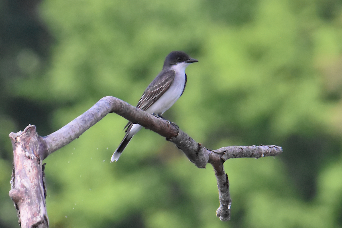 Hudson River (Rattlesnake Island&ndash;Mill Creek area) 08