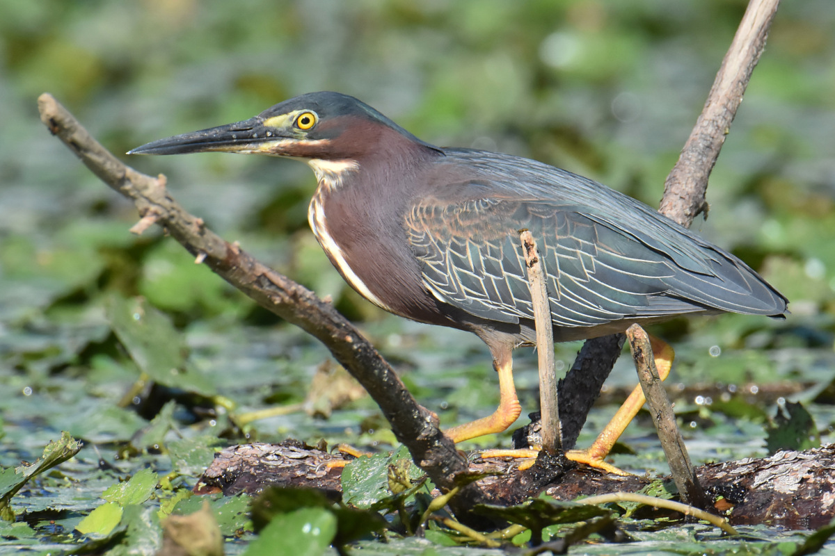 Hudson River (Rattlesnake Island&ndash;Mill Creek area) 09