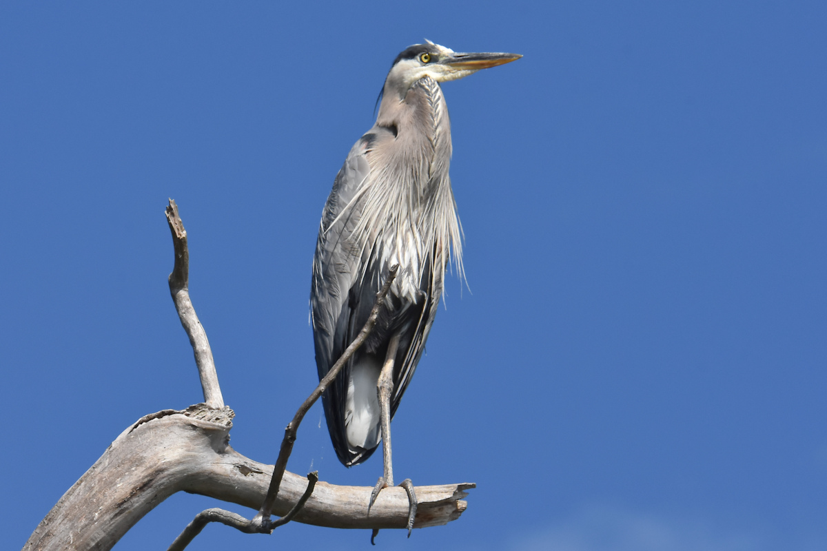 Hudson River (Rattlesnake Island&ndash;Mill Creek area) 10