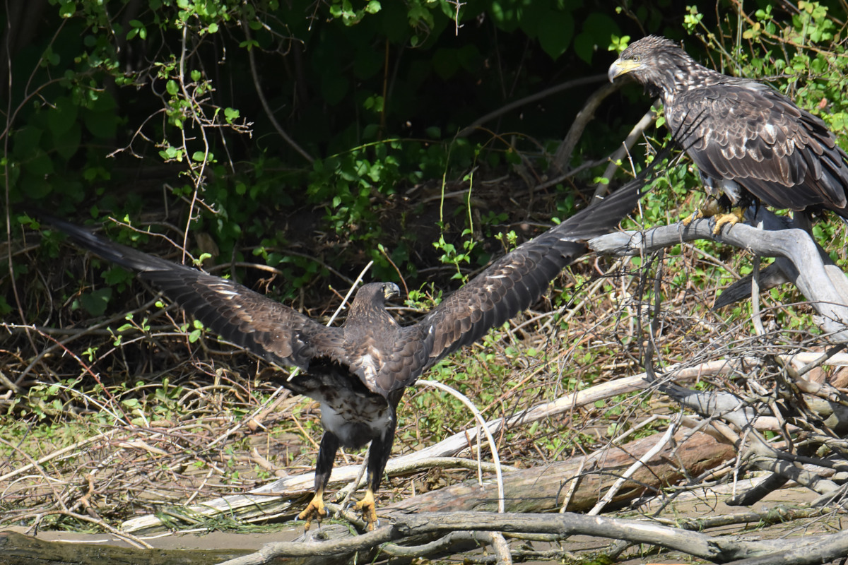 Hudson River (Rattlesnake Island&ndash;Mill Creek area) 12