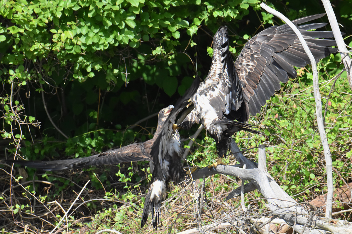 Hudson River (Rattlesnake Island&ndash;Mill Creek area) 13