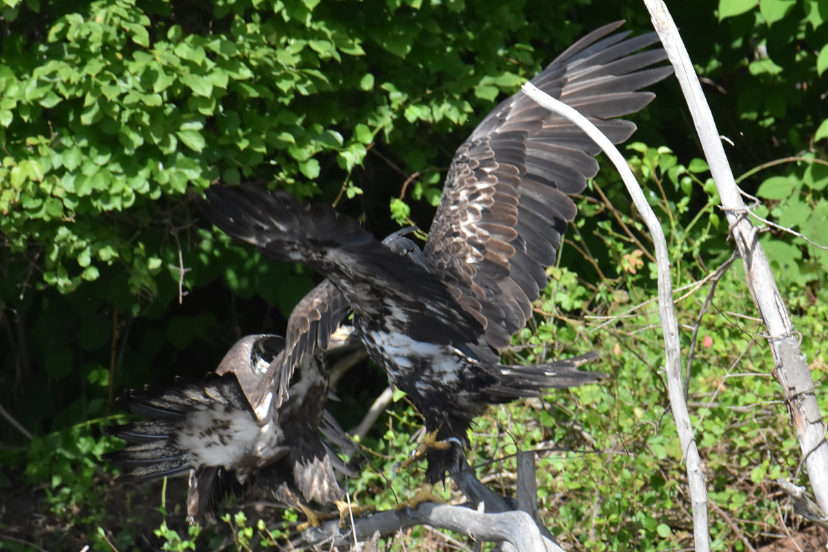 Hudson River (Rattlesnake Island&ndash;Mill Creek area) 14