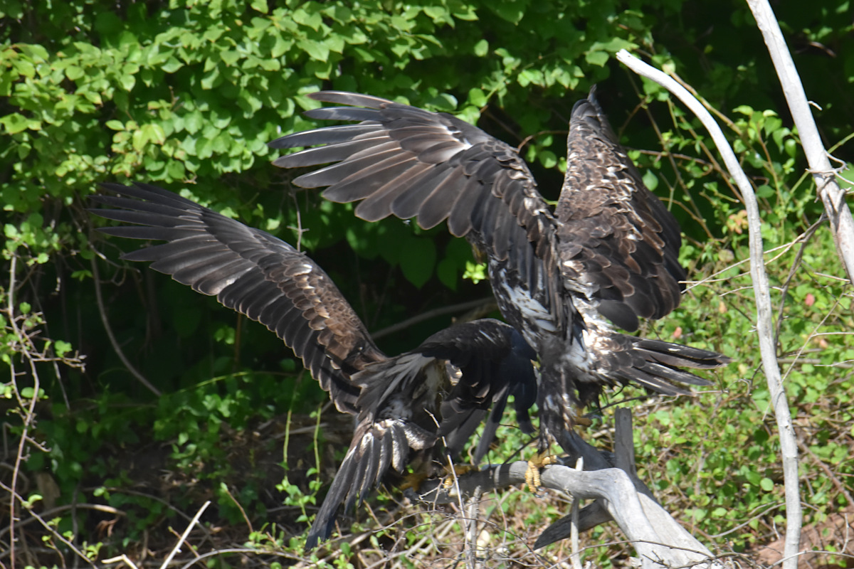 Hudson River (Rattlesnake Island&ndash;Mill Creek area) 15