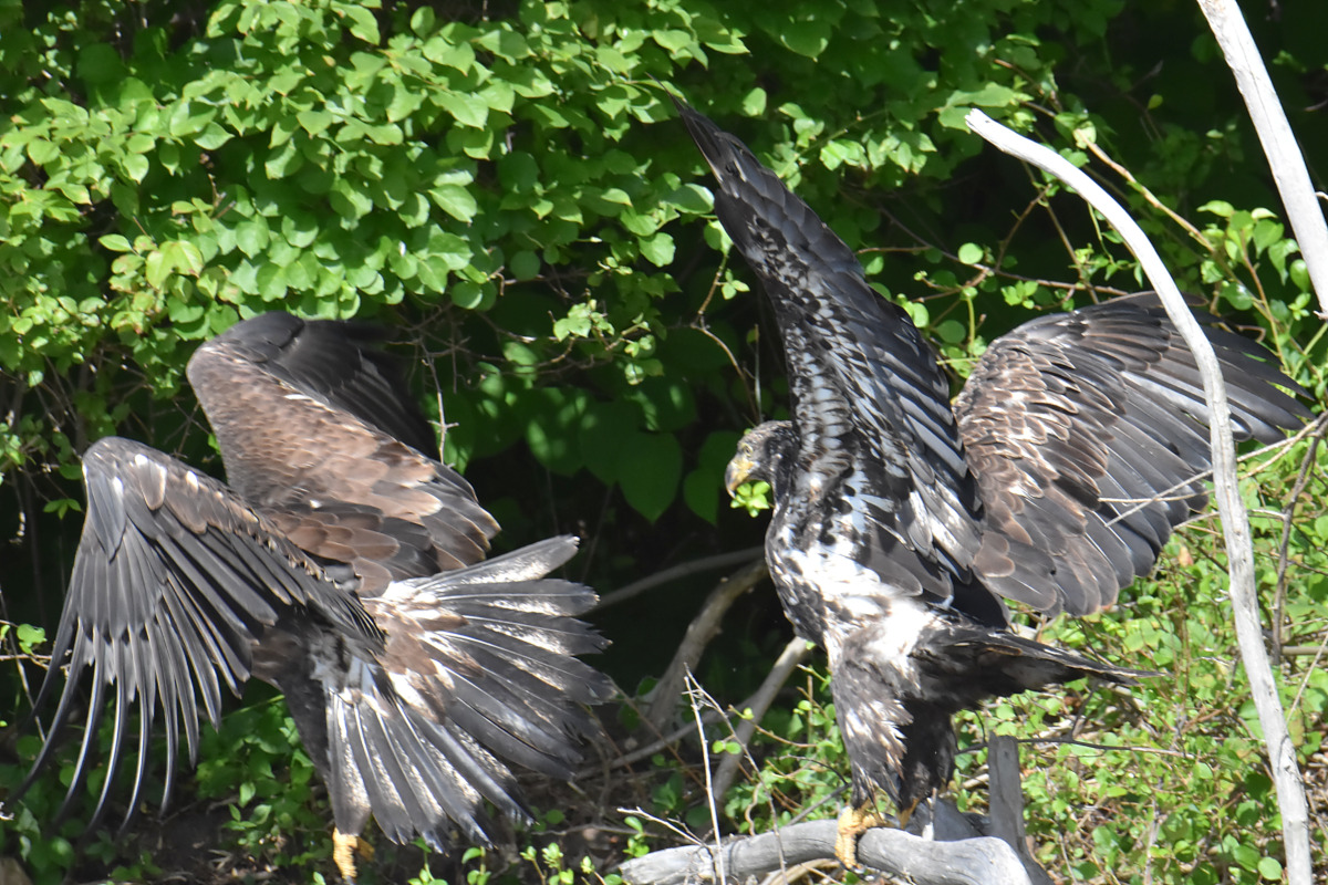 Hudson River (Rattlesnake Island&ndash;Mill Creek area) 16