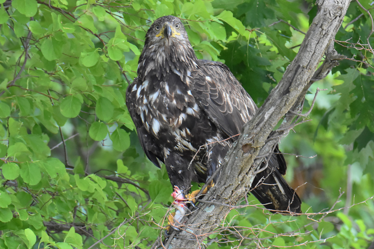 Hudson River (Rattlesnake Island&ndash;Mill Creek area) 17
