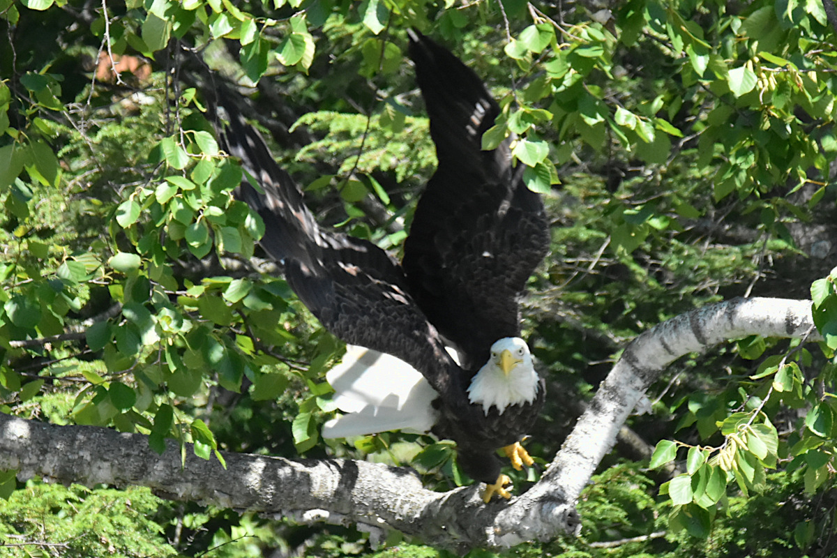 Hudson River (Rattlesnake Island&ndash;Mill Creek area) 18