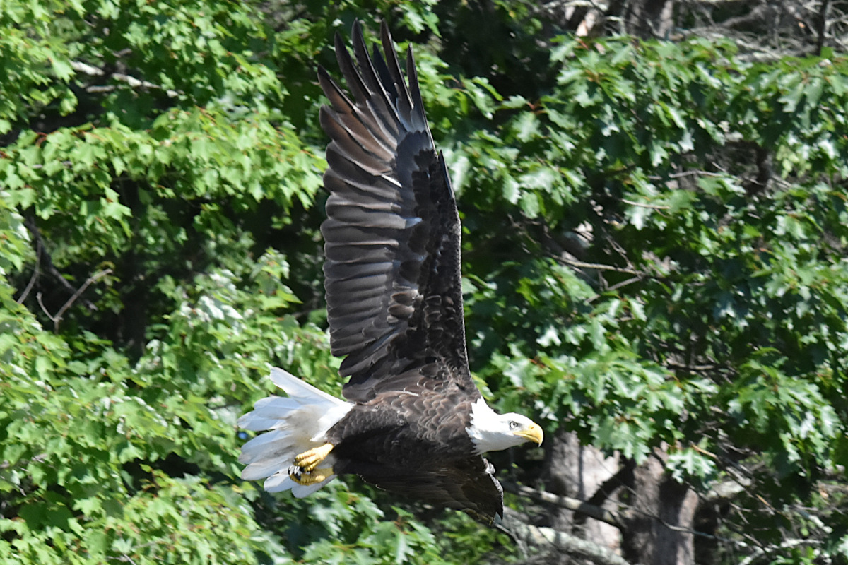Hudson River (Rattlesnake Island&ndash;Mill Creek area) 19