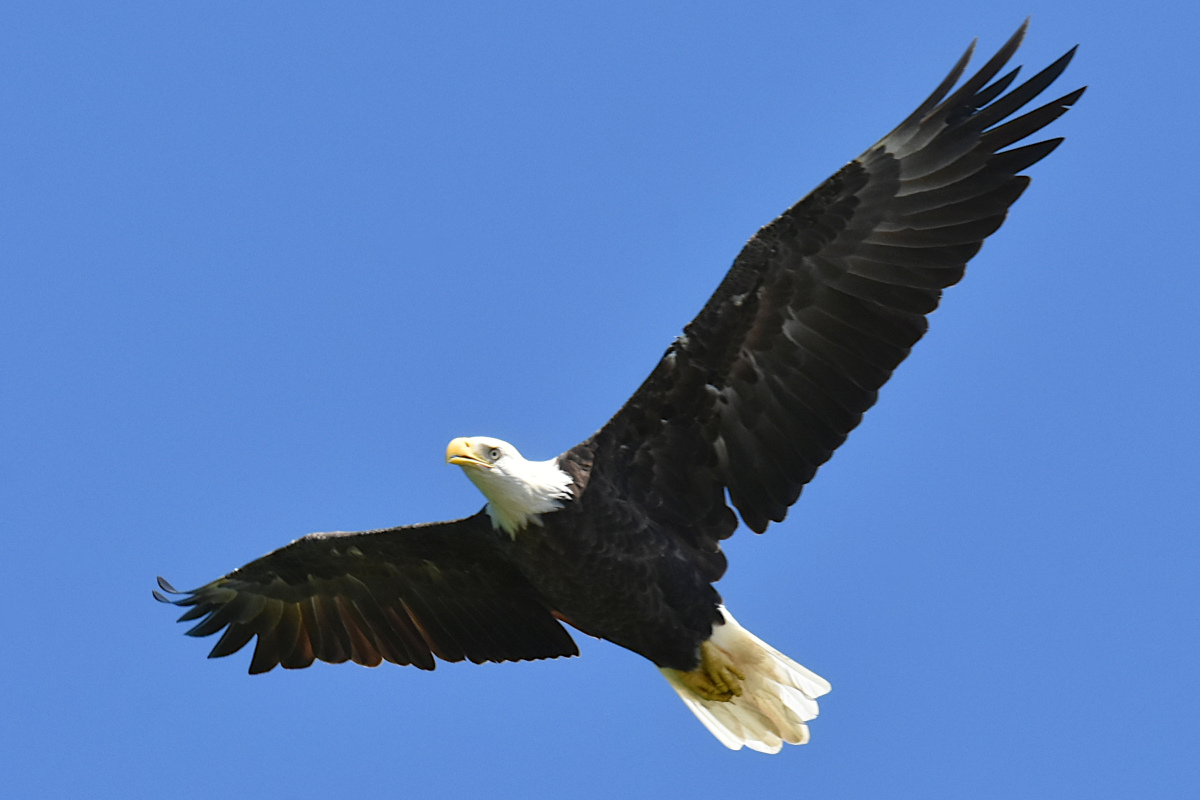 Hudson River (Rattlesnake Island&ndash;Mill Creek area) 20